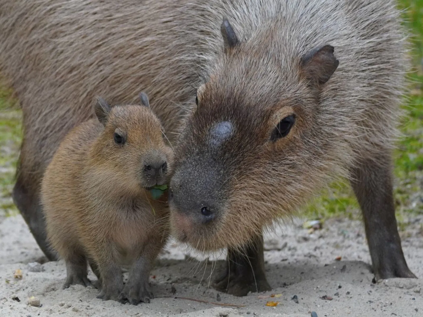 Wasserschwein Anton und sein Nachwuchs.